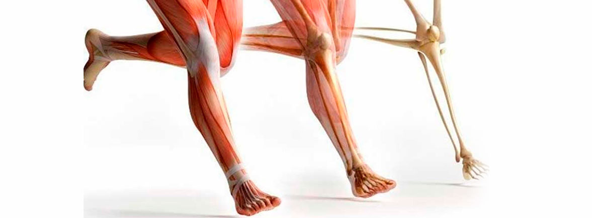 Tendones y Ligamentos