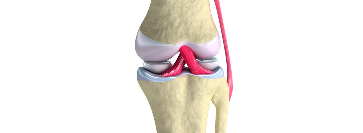 Articulación Sinovial