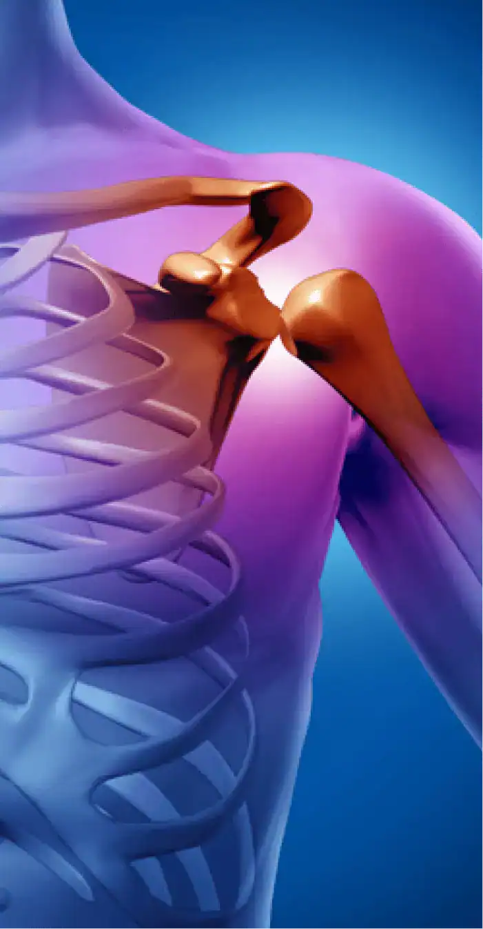 Anatomía de la articulación del hombro