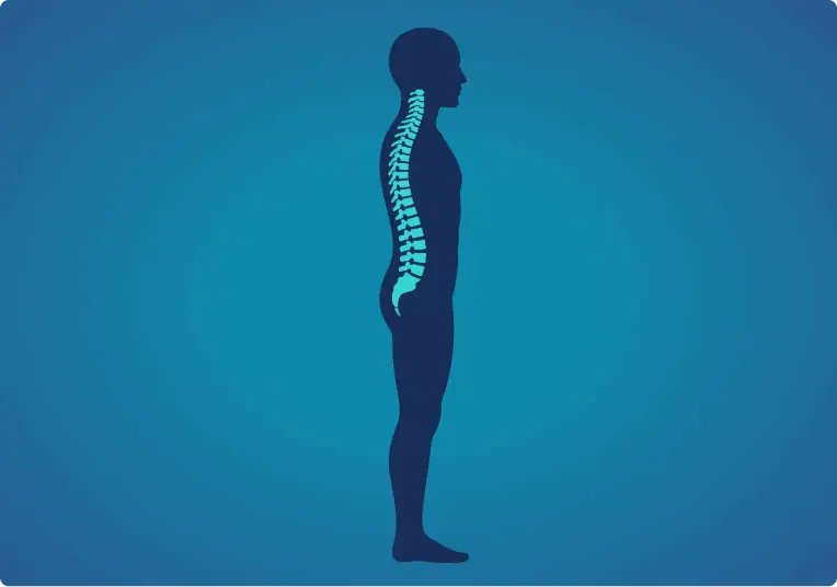 Ilustración de la columna vertebral